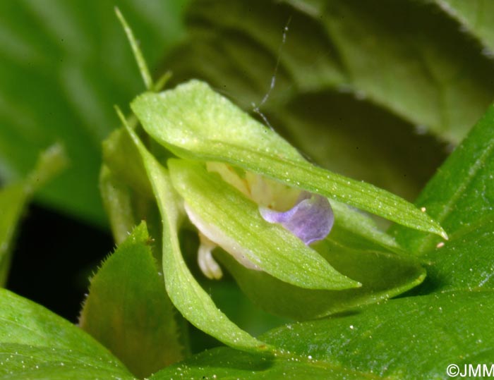 Viola mirabilis