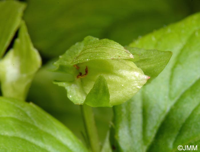 Viola mirabilis