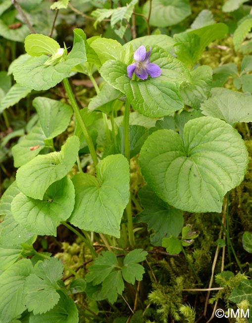 Viola mirabilis