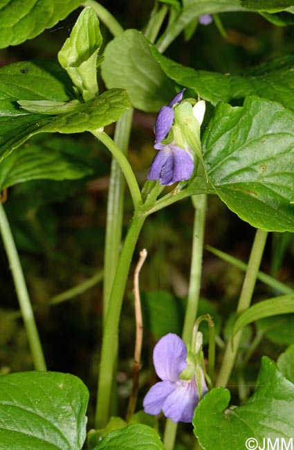 Viola mirabilis