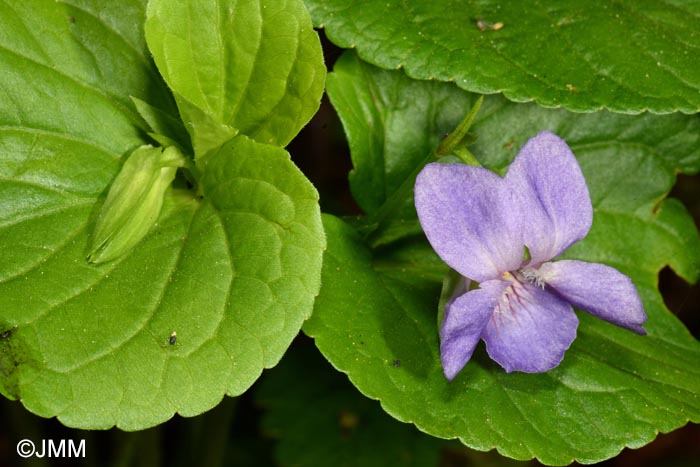 Viola mirabilis