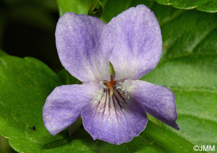 Viola mirabilis