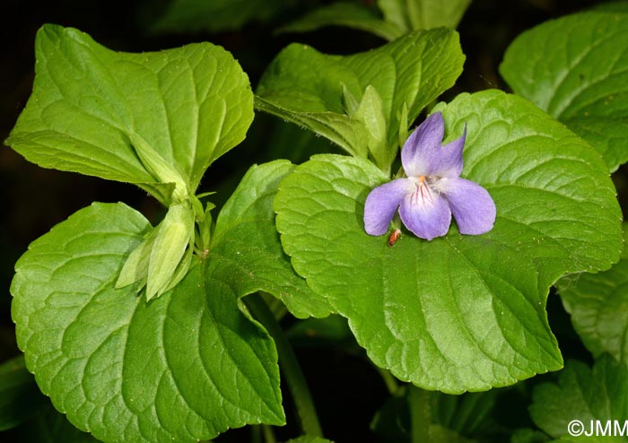 Viola mirabilis