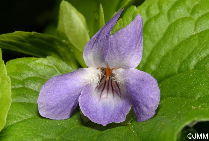 Viola mirabilis