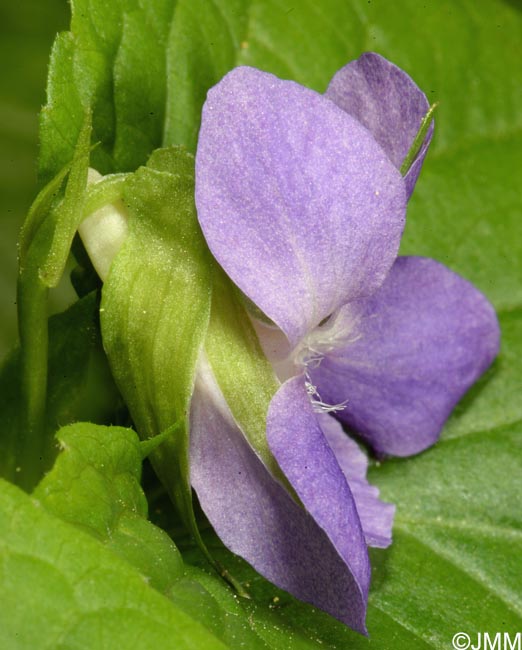 Viola mirabilis