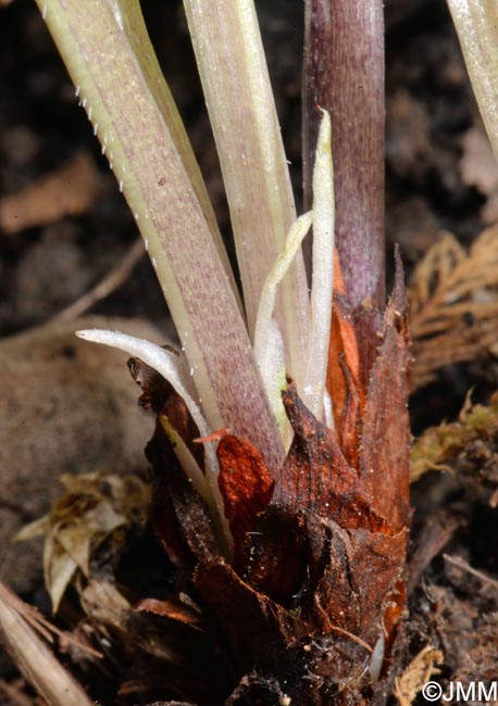 Viola mirabilis