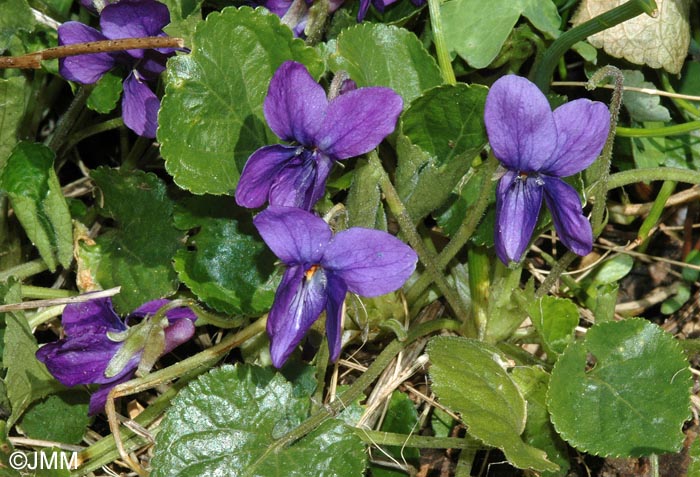 Viola odorata