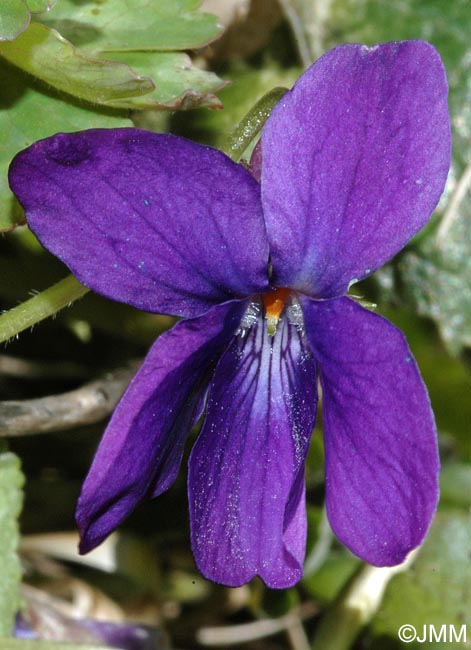 Viola odorata