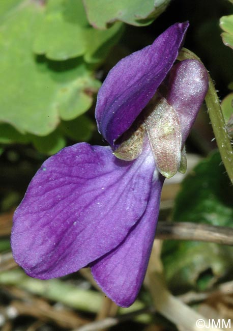 Viola odorata