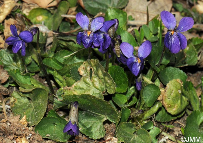 Viola odorata