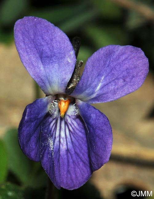 Viola odorata