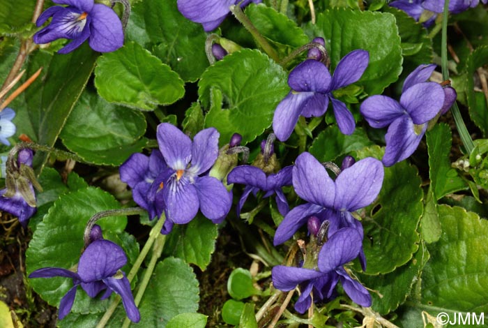 Viola odorata