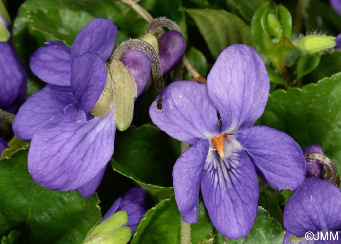 Viola odorata