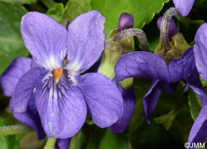 Viola odorata