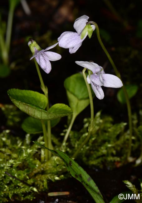 Viola palustris