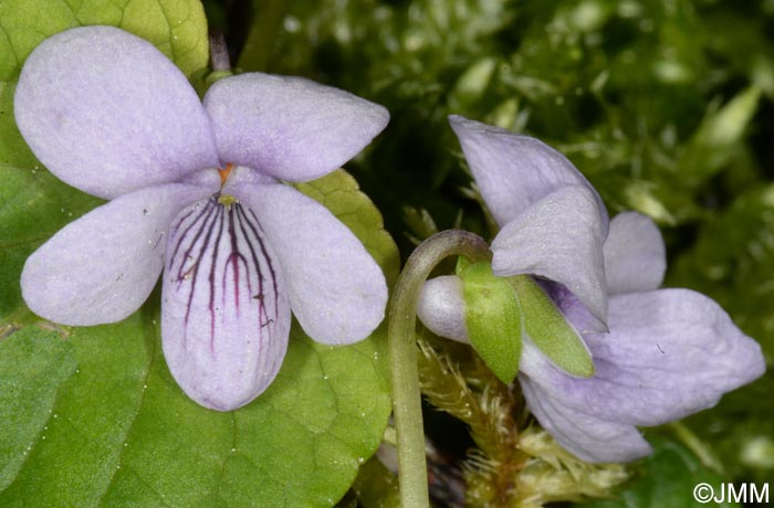 Viola palustris