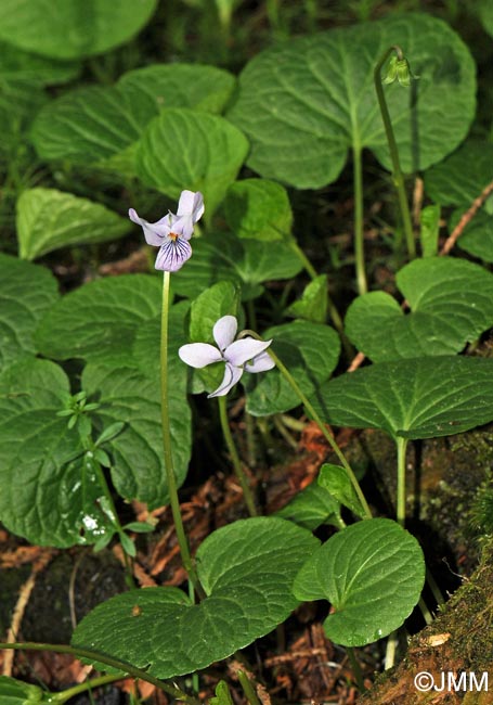 Viola palustris