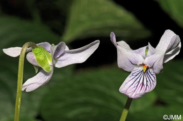 Viola palustris