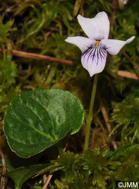 Viola palustris