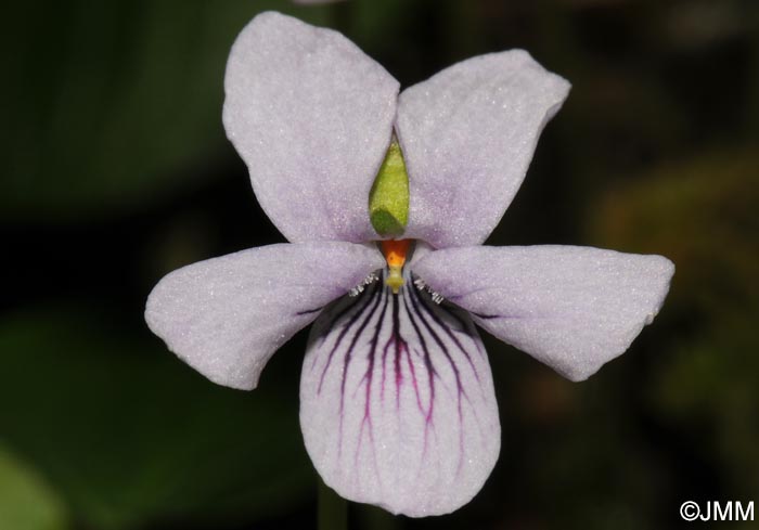 Viola palustris