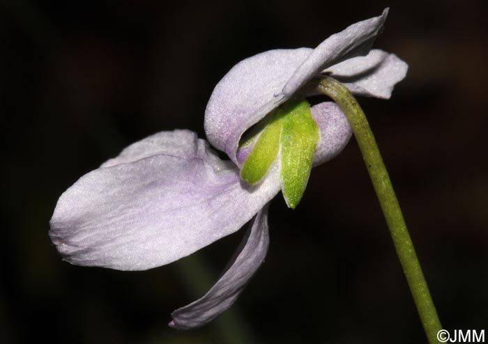 Viola palustris