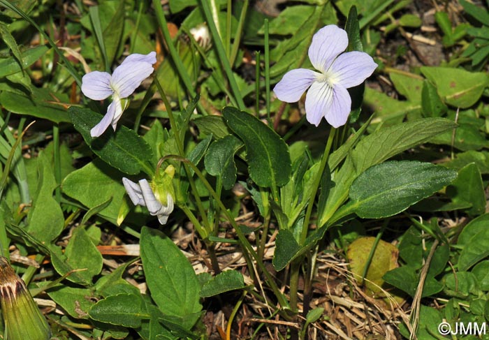 Viola pumila