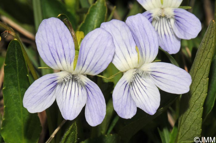 Viola pumila