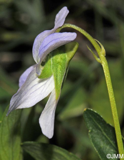 Viola pumila