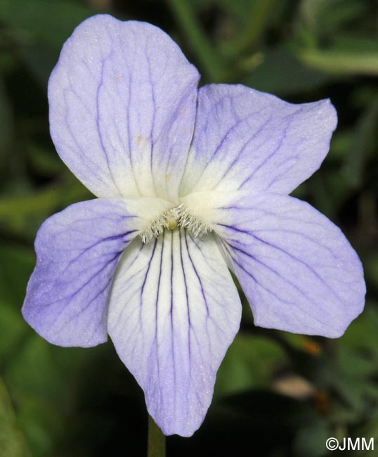 Viola pumila