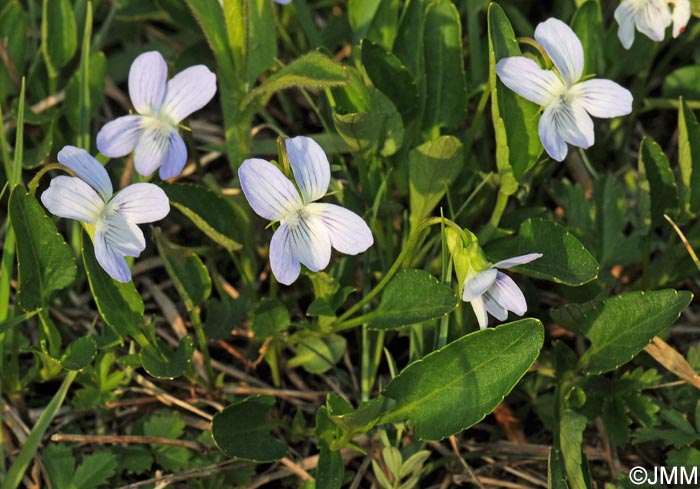 Viola pumila