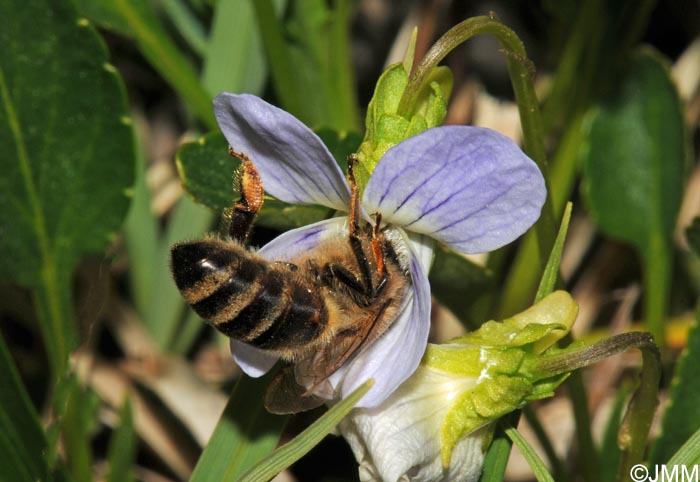 Viola pumila