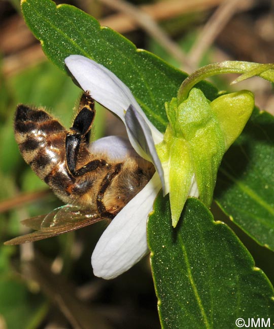 Viola pumila