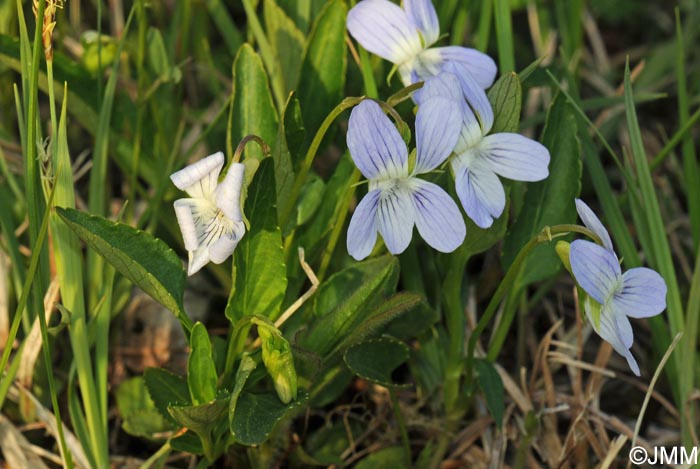 Viola pumila