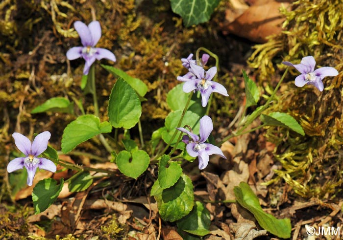 Viola reichenbachiana