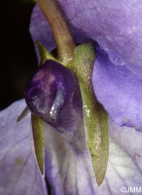 Viola reichenbachiana