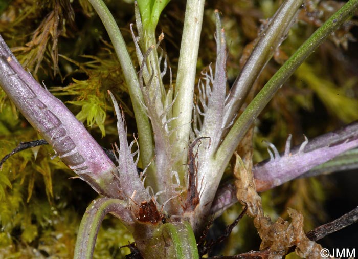 Viola reichenbachiana