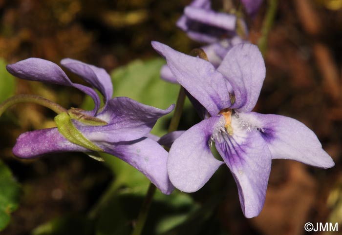 Viola reichenbachiana