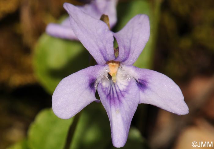 Viola reichenbachiana