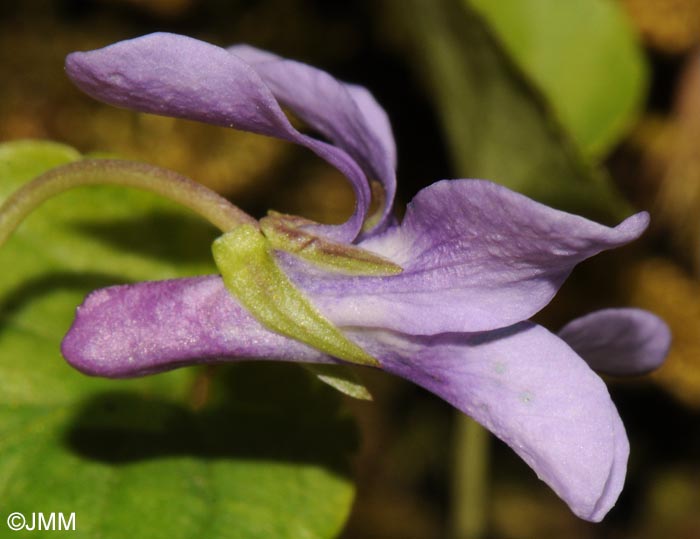 Viola reichenbachiana