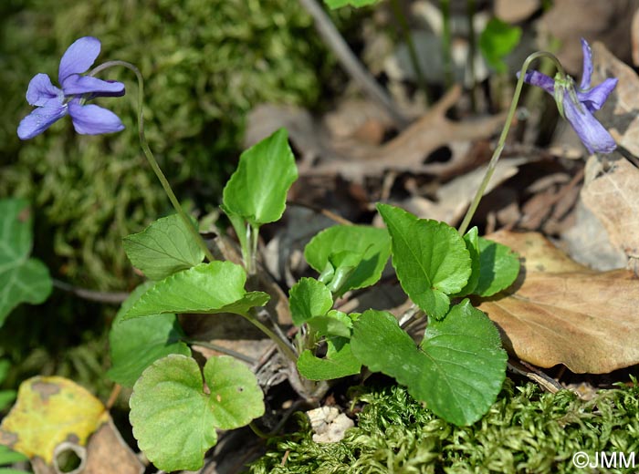 Viola reichenbachiana