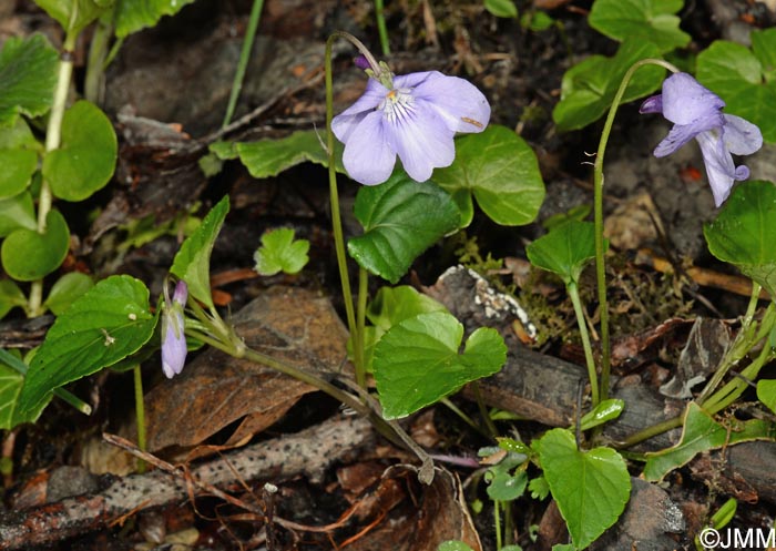 Viola reichenbachiana