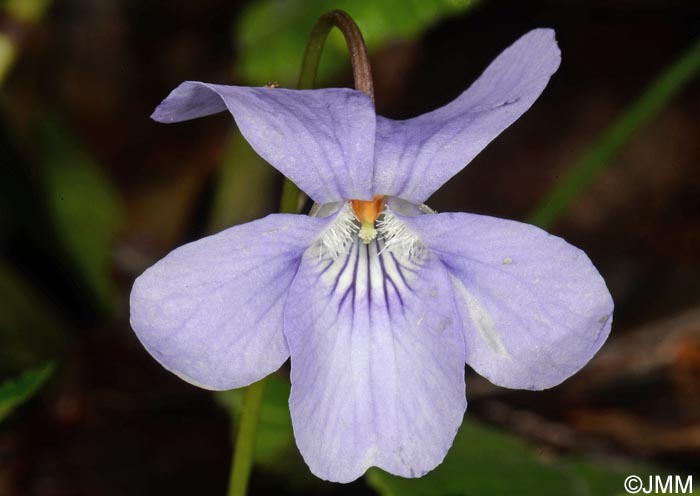 Viola reichenbachiana