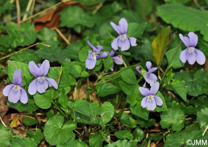 Viola riviniana