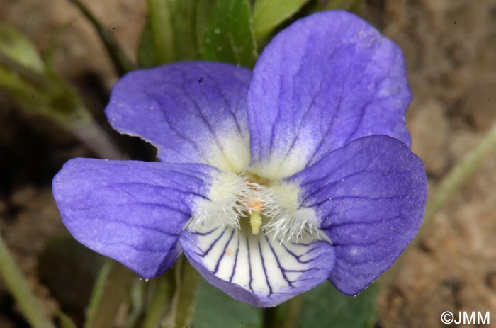 Viola riviniana