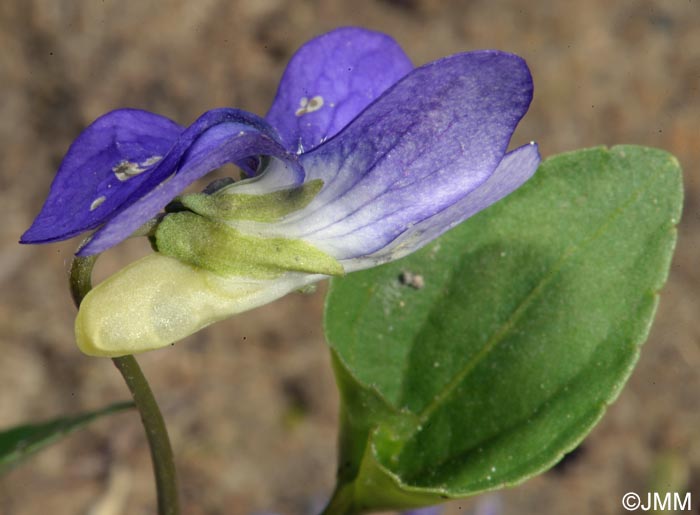 Viola riviniana