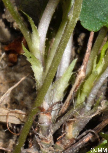 Viola riviniana