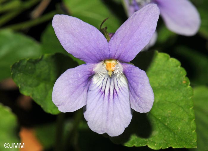 Viola riviniana