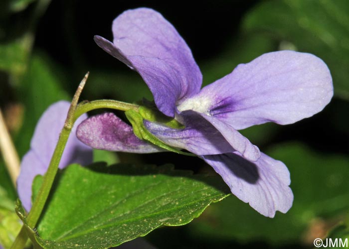 Viola riviniana