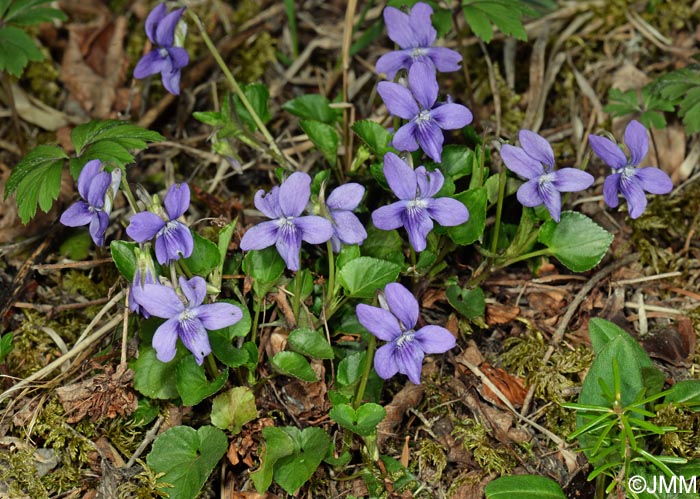 Viola riviniana