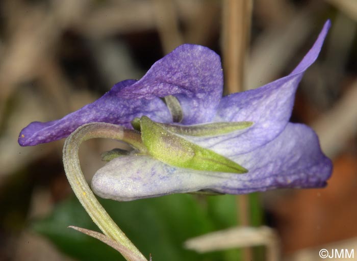 Viola riviniana